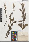 Foto von Salix myrsinifolia Salisb.